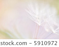 起毛 5910972