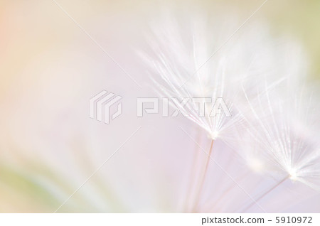 Fluff Fluff 5910972