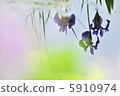 水彩花 5910974