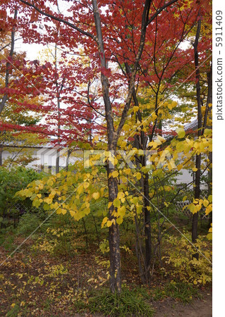 Matsumoto Folk Art Museum's Garden Danko Bai 5911409