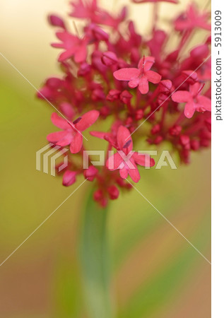 Centrinsas Cockinews 5913009