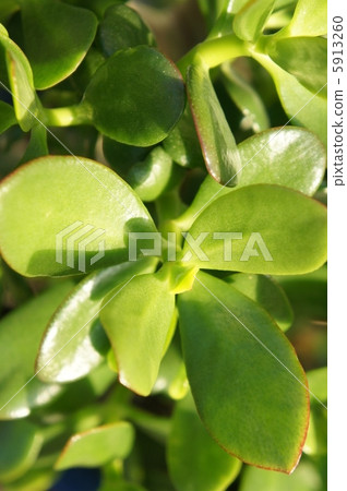 翡翠木 翡翠木 5913260