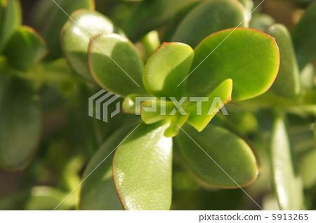 翡翠木 翡翠木 5913265