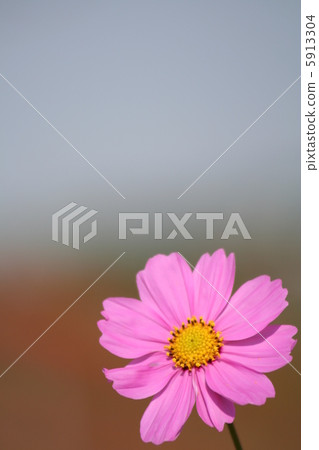 Cosmos Cosmos 5913304