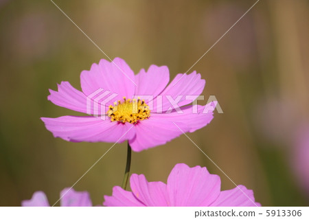Cosmos Cosmos 5913306