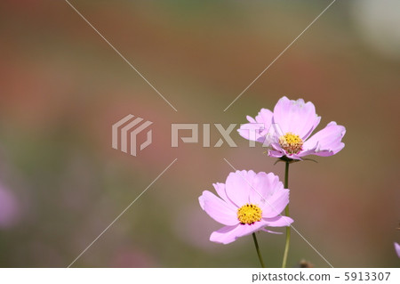 Cosmos Cosmos 5913307