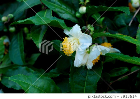 Japanese cypress 5913614