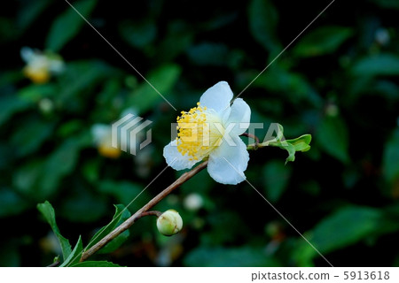 Japanese cypress 5913618