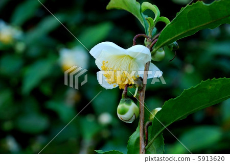 Japanese cypress Japanese cypress 5913620