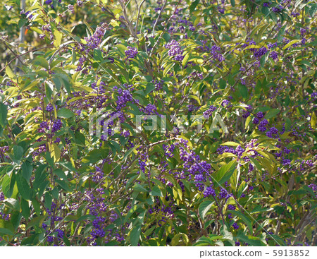 Murasakikibu 5913852