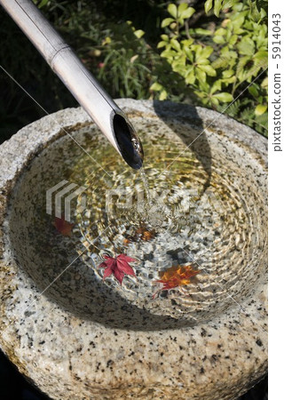 Lion drop and small maple Lion drop and small maple 5914043