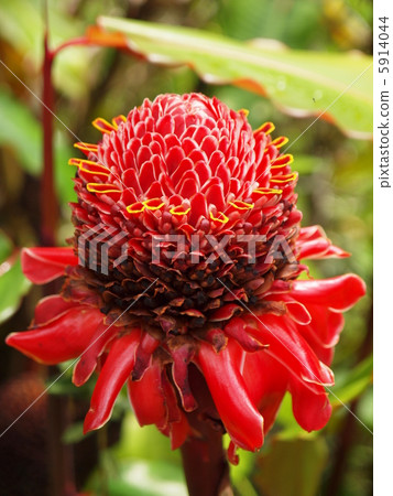 Torch ginger Torch ginger 5914044