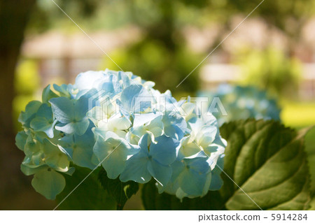 hydrangea   5914284