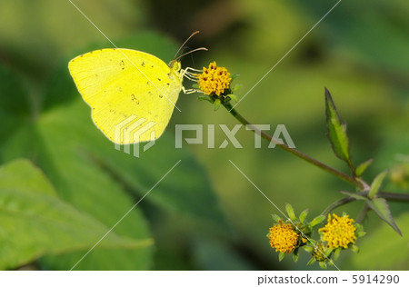 Northern Spotted Butterfly Northern Spotted Butterfly 5914290