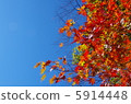 Autumn leaves 5914448