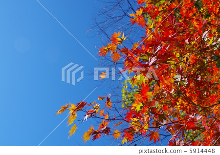 Autumn leaves 5914448