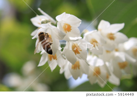 Honeybee and Hakuunboku flower 5914449