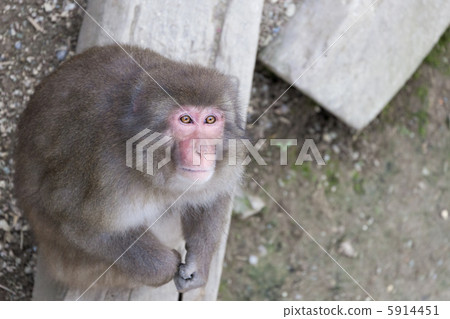 A monkey 5914451