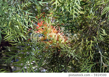 Grevirea Grevirea 5914500