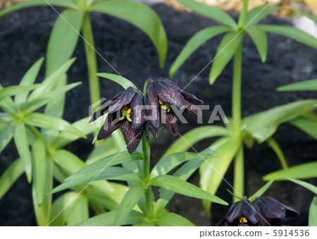 黑百合 黑百合 5914536