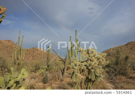 仙人掌和彩虹 5914861
