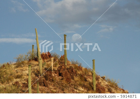Moon and cactus 5914871