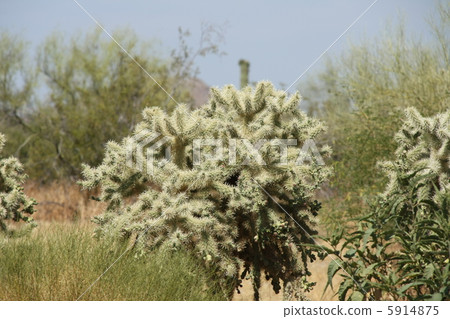 仙人掌國家公園 5914875