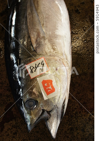 飛行金槍魚 5914943