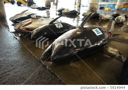 飛行金槍魚 5914944
