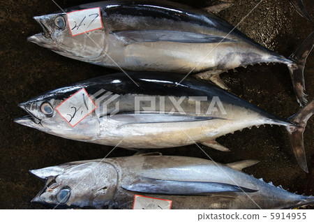 炸金槍魚金槍魚瓶 炸金槍魚金槍魚瓶 5914955