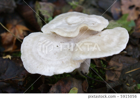 White mushroom 5915056