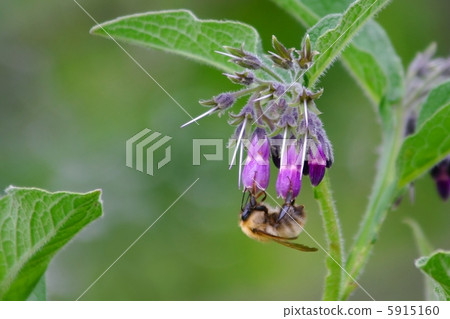 Comfrey Comfrey 5915160