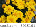 Marigold  5915161