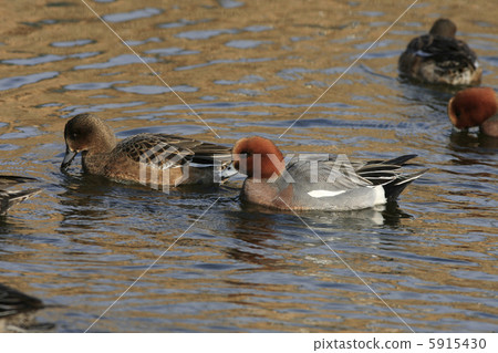 雄性海燕 5915430