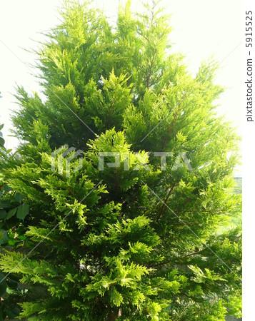 Conifer Gold Rider Conifer Gold Rider 5915525