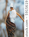 雪地 5915619