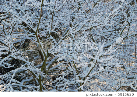 雪地 5915620