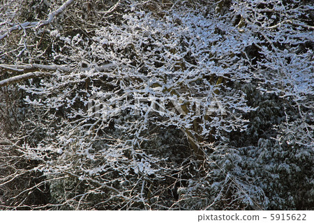 雪地 5915622