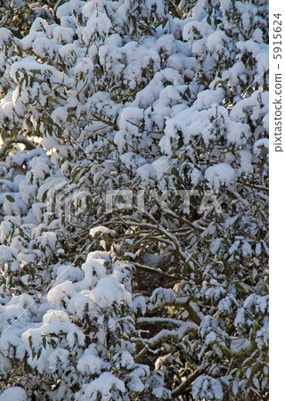 雪地 5915624