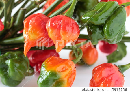 辣椒Naga·Vapor 辣椒Naga·Vapor 5915736