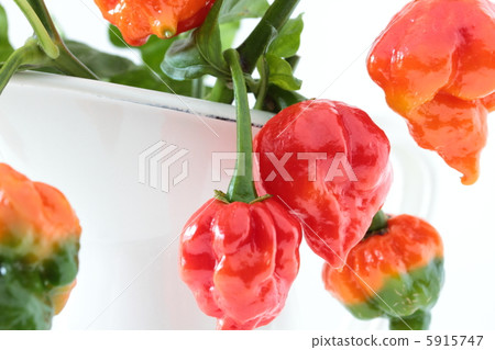 辣椒Naga·Vapor 辣椒Naga·Vapor 5915747