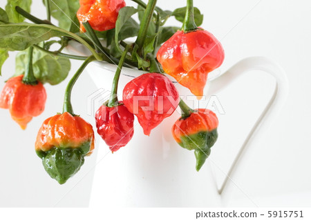 Spicy pepper Naga · Vapor Spicy pepper Naga · Vapor 5915751