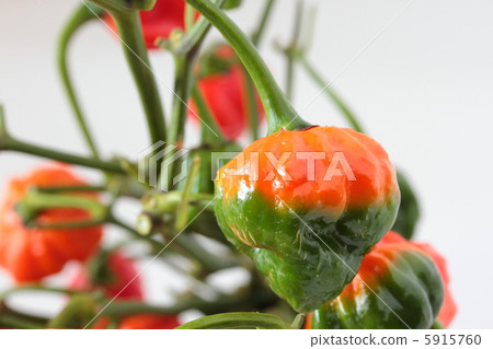 Spicy pepper Naga · Vapor 5915760