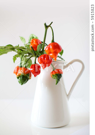 辣椒Naga·Vapor 5915823