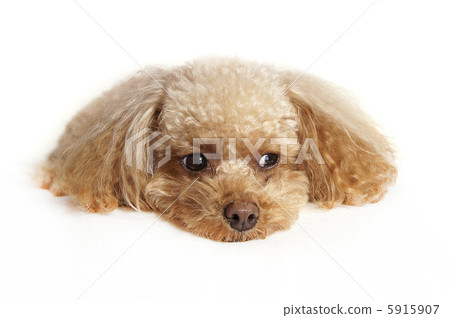Puzzy玩具貴賓犬 Puzzy玩具貴賓犬 5915907