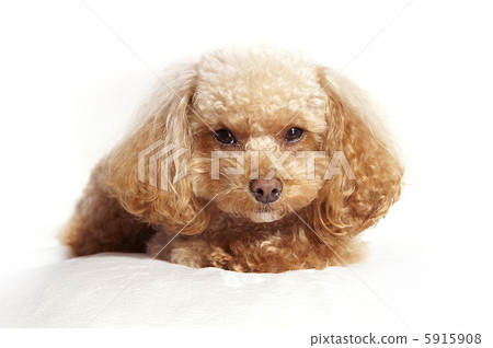 Toy poodle thinking with lying down Toy poodle thinking with lying down 5915908