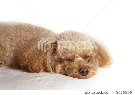 夢想玩具貴賓犬 夢想玩具貴賓犬 5915909