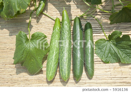 夏季蔬菜·黃瓜 夏季蔬菜·黃瓜 5916136