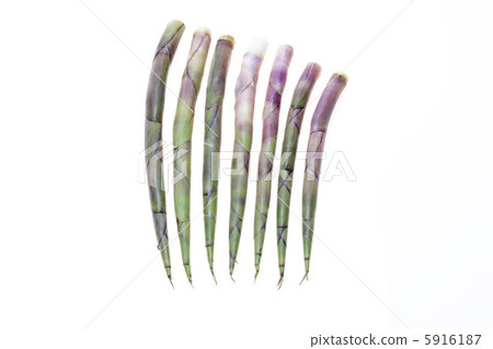 野菜·寧那竹 5916187