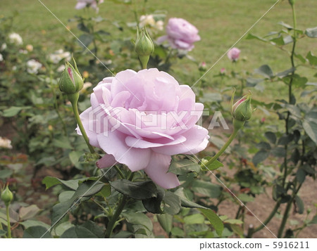 Rose shinobi Rose shinobi 5916211